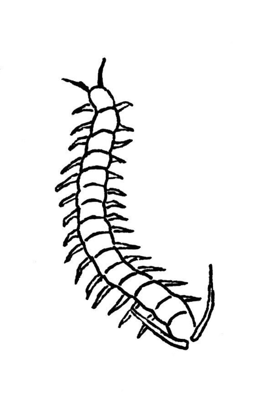 気づかぬうちに愛犬を病気にする危険な 虫 5選 いぬのきもちweb Magazine 気づかぬうちに愛犬を病気にする危険な 虫 5選 いぬのきもちweb Magazine