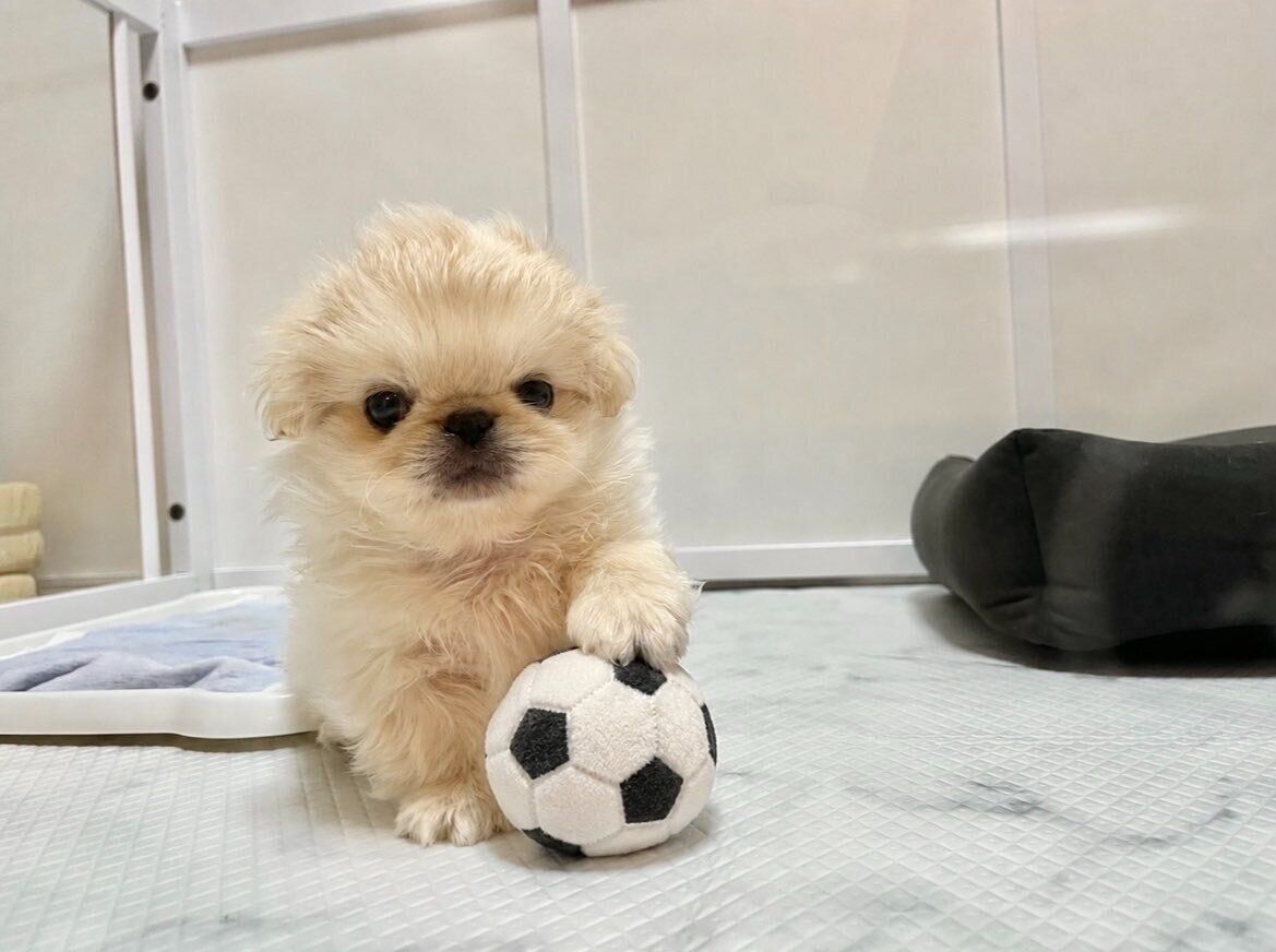 サッカーボールのおもちゃで遊ぶ子犬時代のわた坊くん