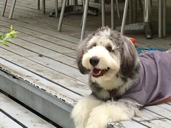 ビアデッド・コリー