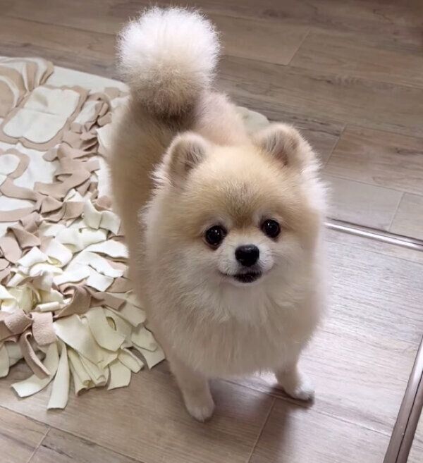 ご褒美を期待するみくちゃん