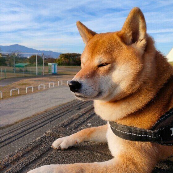 公園で黄昏れている柴