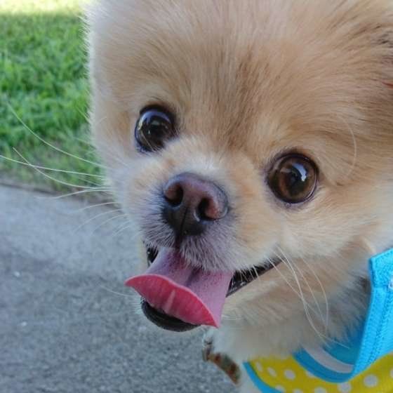 ゆずくん ミックス