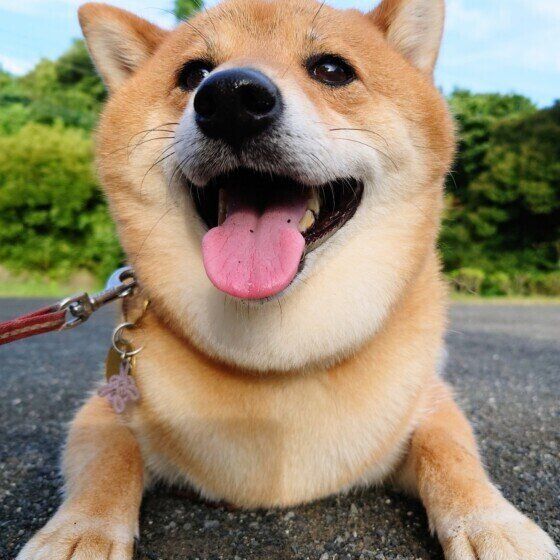 夏から秋にかけて多くなる犬の体調不良の原因と秋の体調管理方法とは いぬのきもち