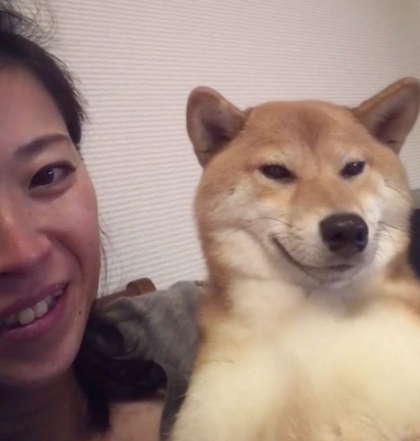 抱っこ中にウトウトする柴犬