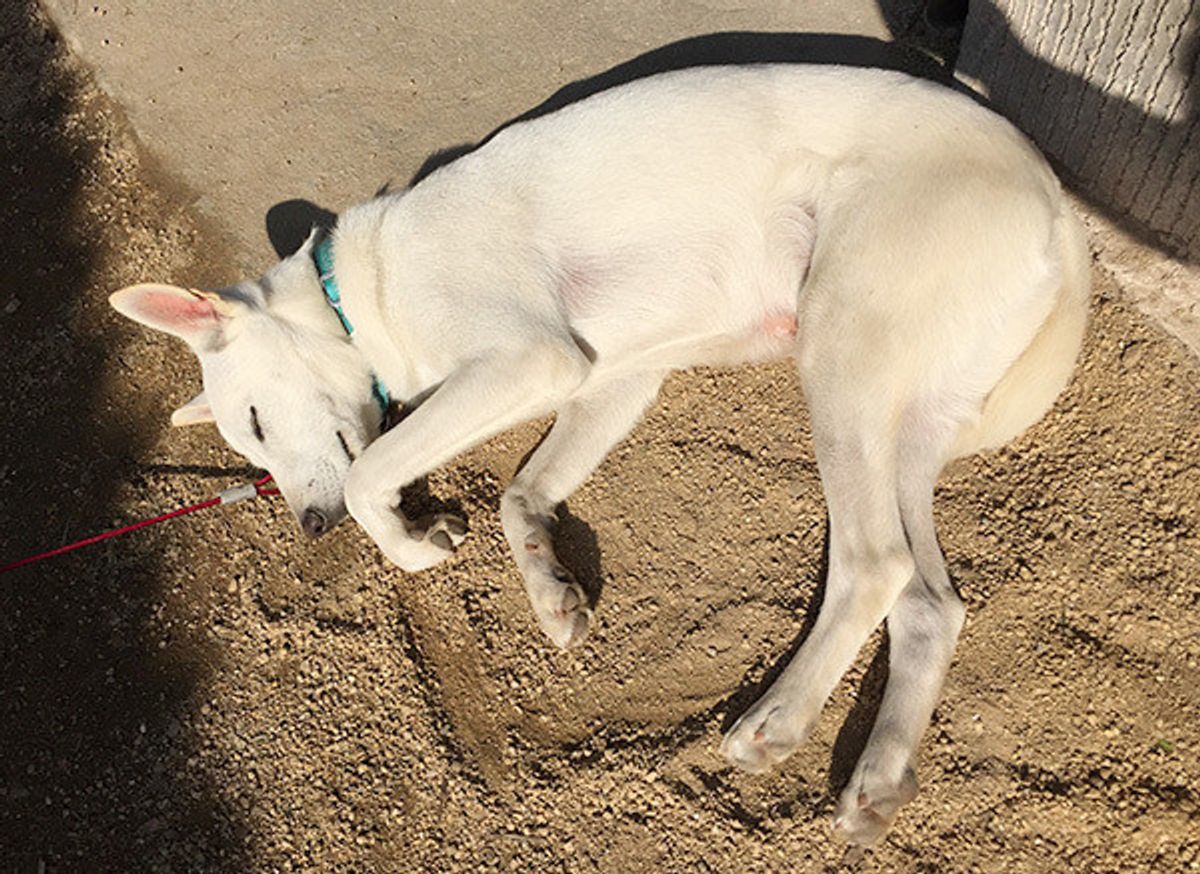 反則レベルにかわいいッ ほっこりする愛犬の おまぬけエピソード いぬのきもちweb Magazine 反則レベルにかわいいッ ほっこりする愛犬の おまぬけエピソード いぬのきもちweb Magazine