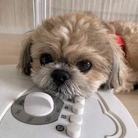 あごのせするmocoくん（シー・ズー）