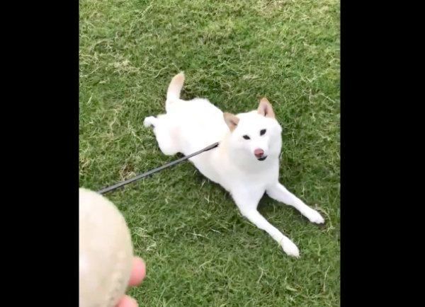 ボールを見つめるチョビちゃん