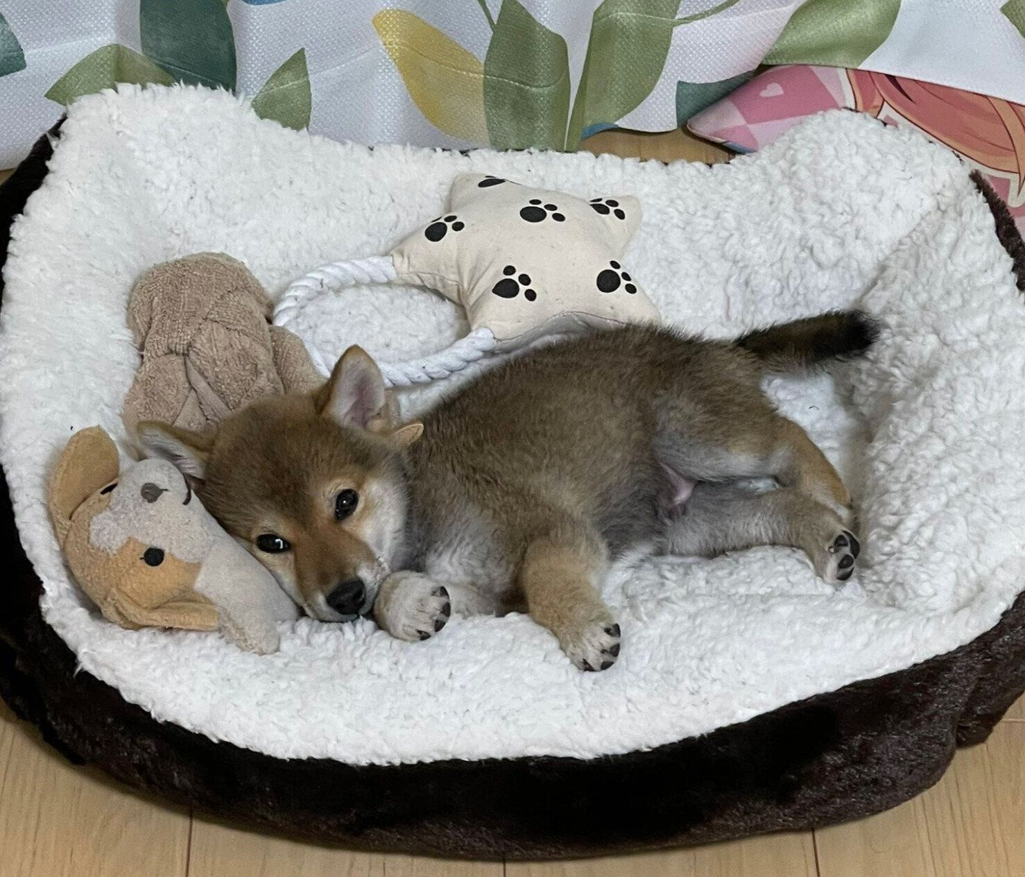 まったりする才蔵くん