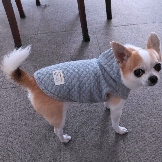 ふさふさしっぽのチワワ