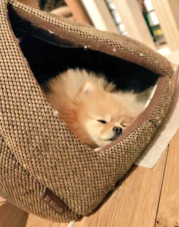眠るぽぽちゃん