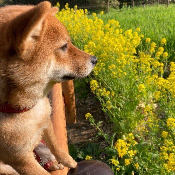 柴のさくらちゃんと菜の花