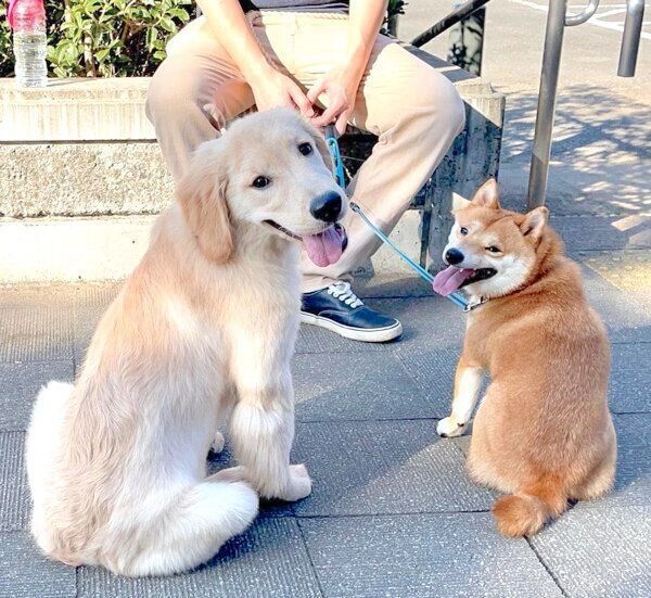 お散歩を楽しむうにくん、おからちゃん