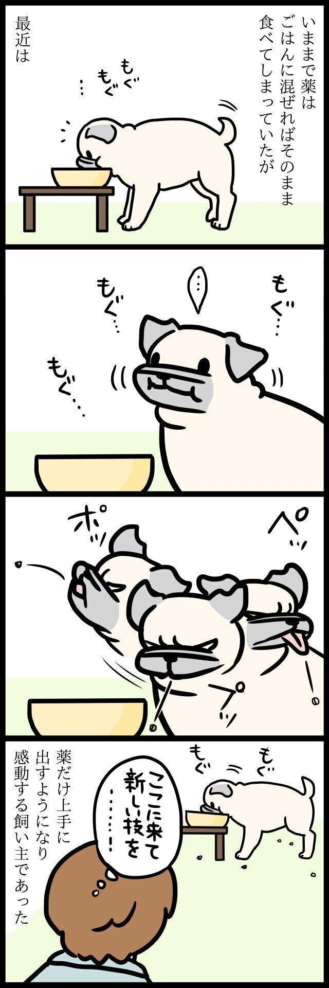 【連載】パグ犬・めー