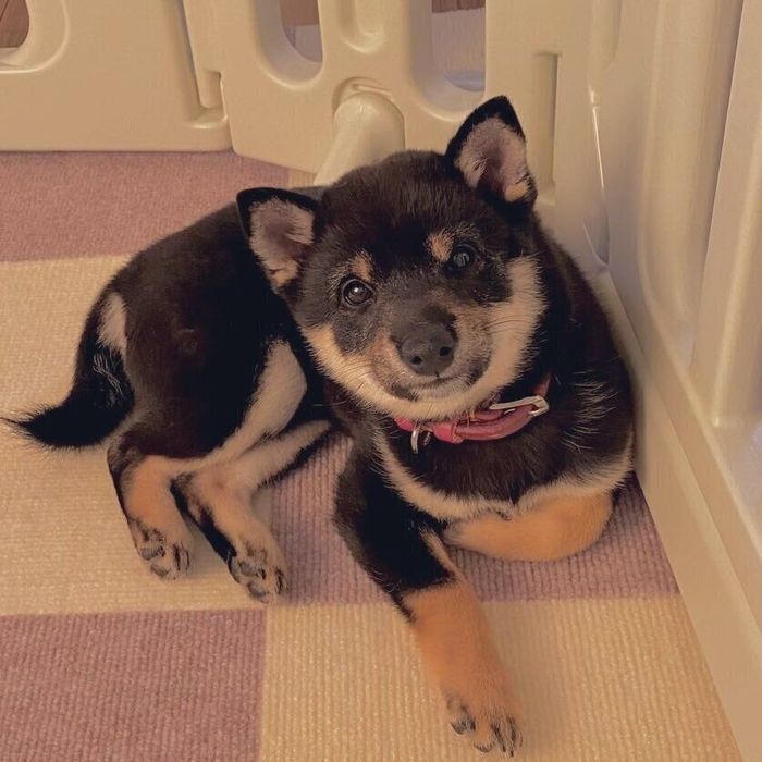 見つめるくろまめくん