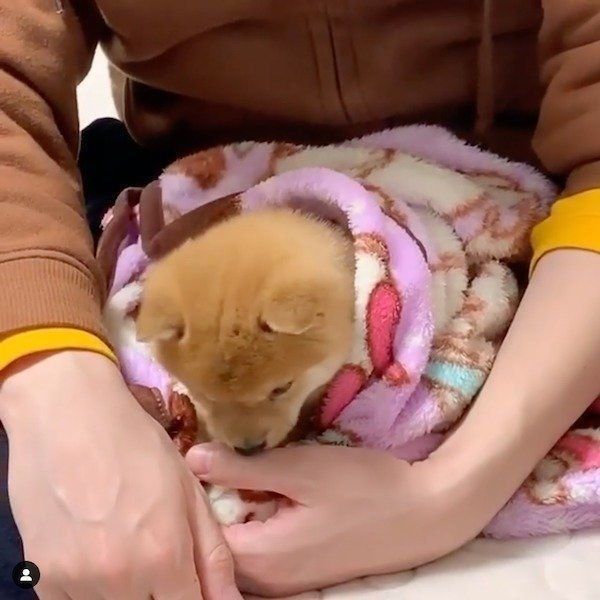 おうちに来た頃のうにくん