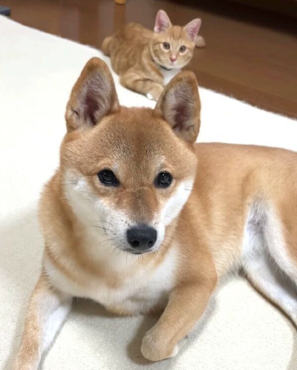 見つめるぷくちゃん、りんくん