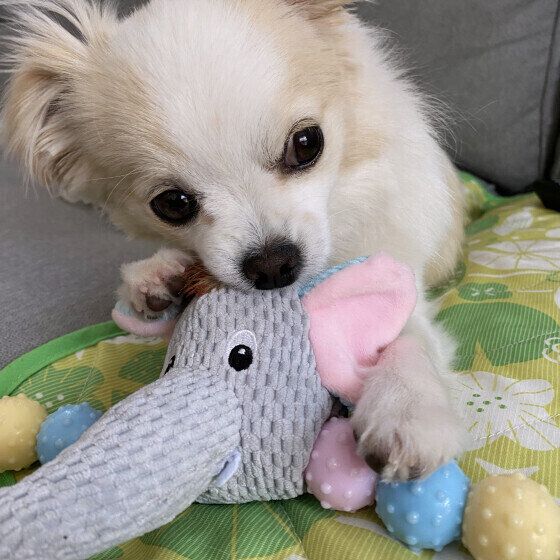 思わぬ誤飲事故に注意、犬用おもちゃの選び方 いぬのきもち