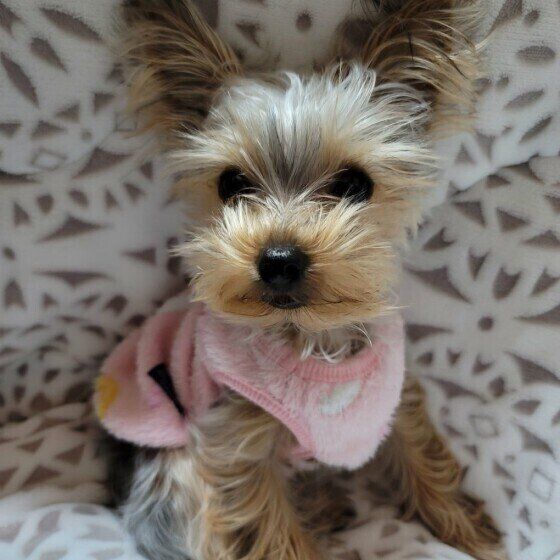 ヨークシャー・テリアのももちゃん