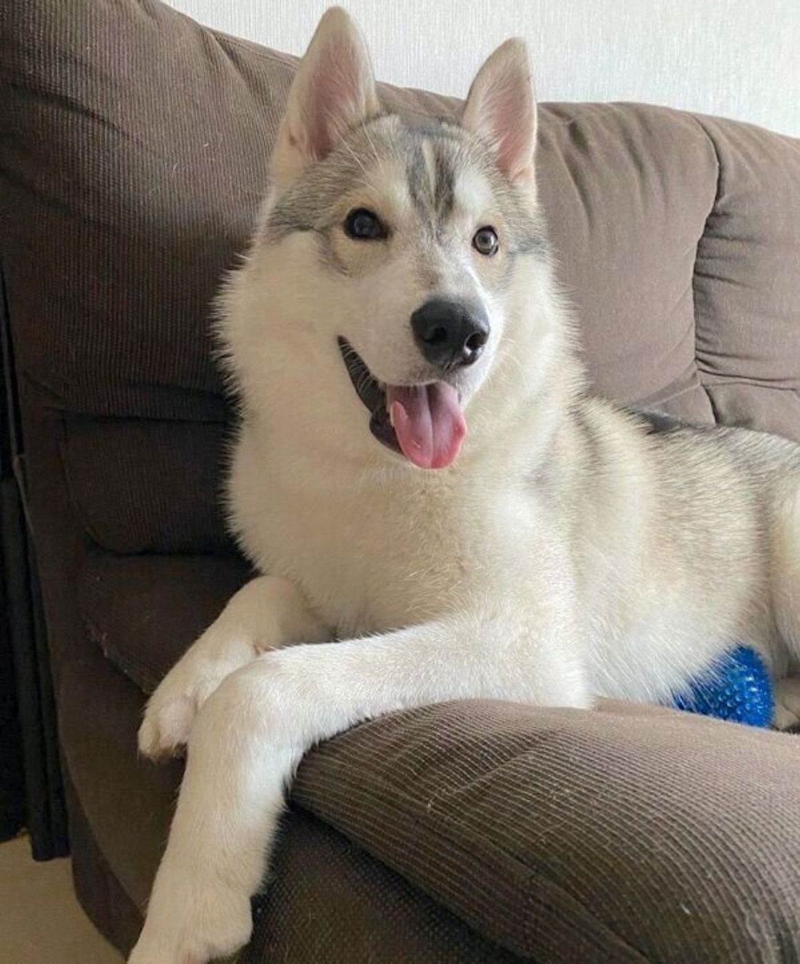 メガネ模様 がカワイイ生後3カ月のハスキーが半年後には 大人っぽい雰囲気に激変 いぬのきもちweb Magazine メガネ模様 がカワイイ生後3カ月のハスキーが半年後には 大人っぽい雰囲気に激変 いぬのきもちweb Magazine