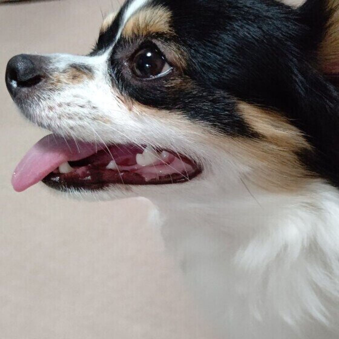 全部で何本 犬も虫歯になるの 意外と知らない 犬の歯 のヒミツ いぬのきもちweb Magazine 全部で何本 犬も虫歯になるの 意外と知らない 犬の歯 のヒミツ いぬのきもちweb Magazine