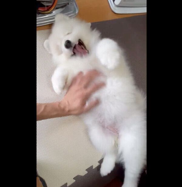 おなかをナデナデしてもらうおもちちゃん