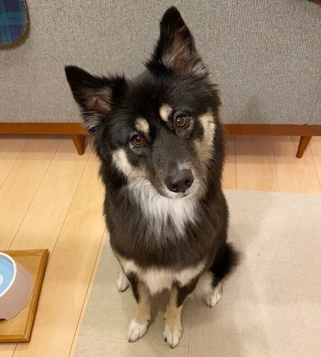 カメラを見つめるみかんちゃん