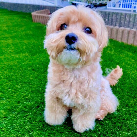 愛犬を正しく抱っこできている？ ダメな犬の抱き方を獣医師に聞いた いぬのきもち