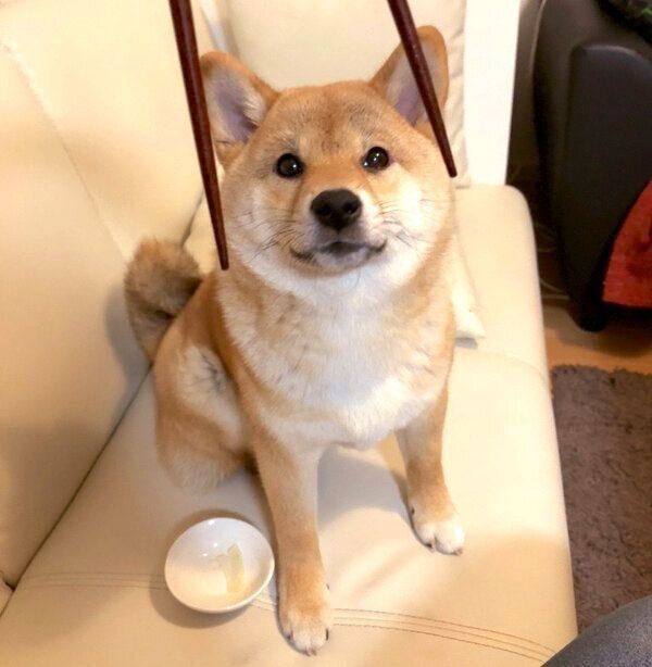 見つめるタツノコ姫ちゃん