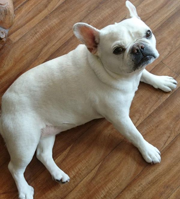 ご主人の帰りを待つ犬