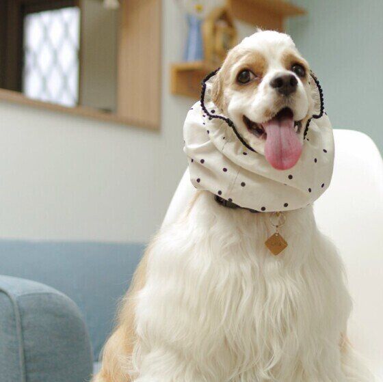 スヌードを着けたアメリカン・コッカー・スパニエル