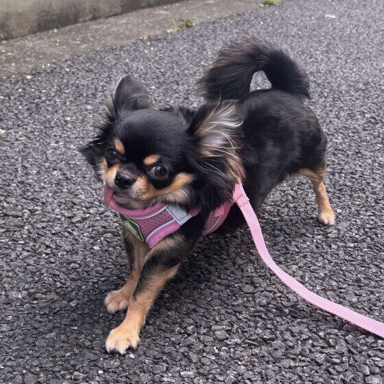 お散歩中のチワワ