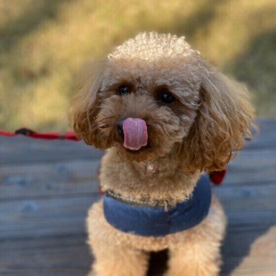 散歩休憩中のトイ・プードルの女の子