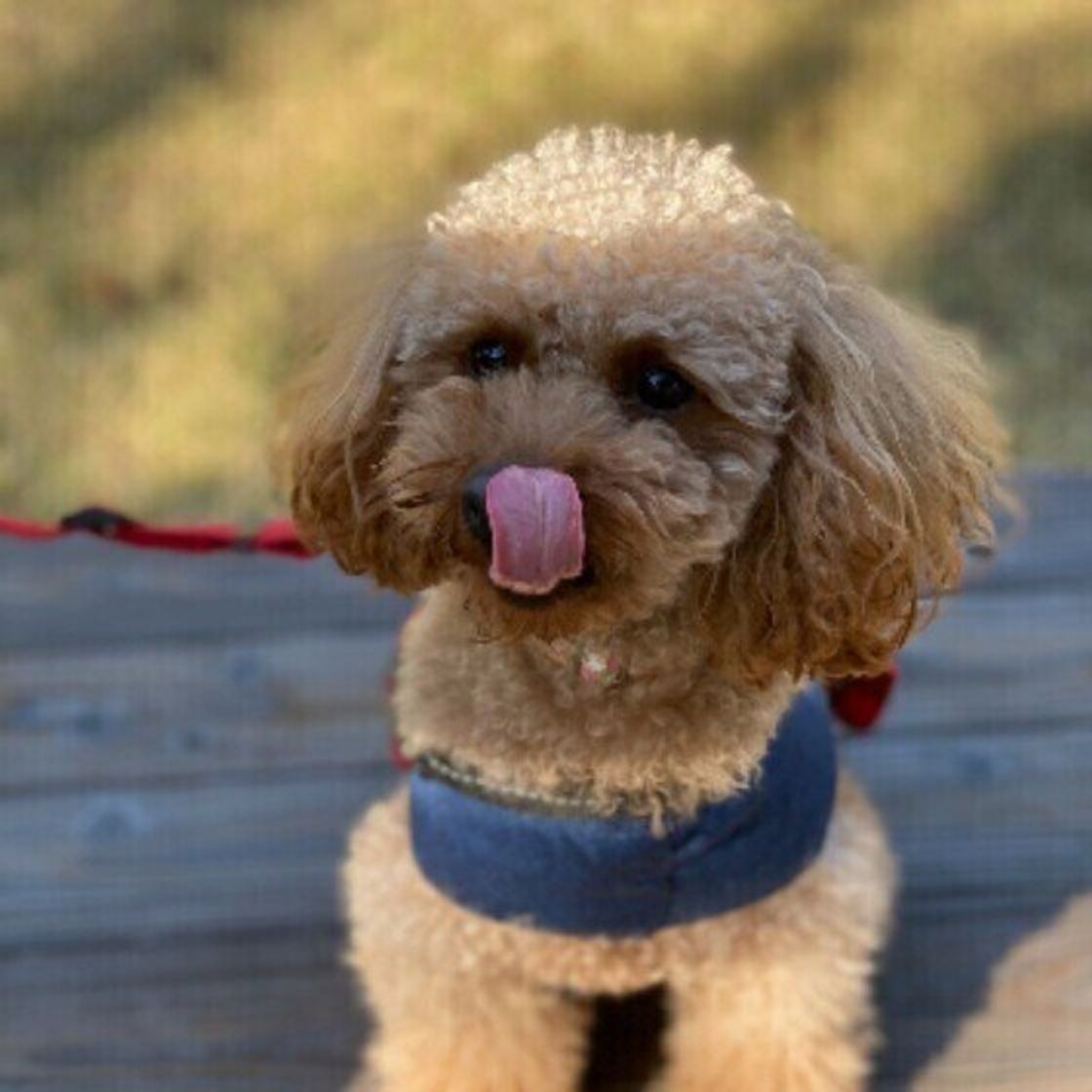 獣医師監修 犬の車酔いは改善できる 症状や対策 慣れさせ方を紹介 いぬのきもちweb Magazine 獣医師監修 犬の車酔いは改善できる 症状や対策 慣れさせ方を紹介 いぬのきもちweb Magazine