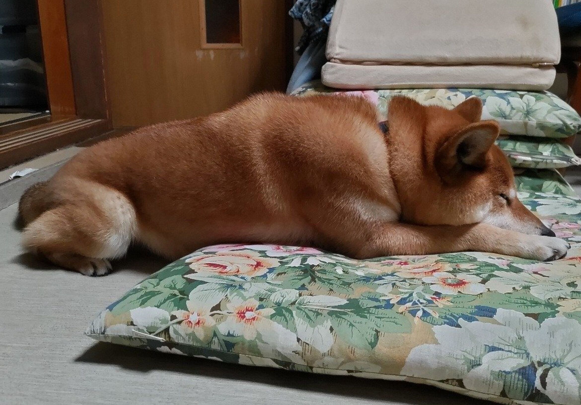 スヤスヤ眠るふうたくん