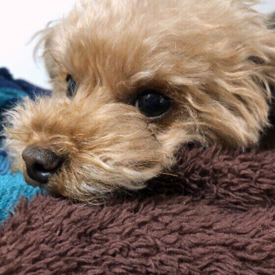 毛足の長い茶色の敷物の上に顔をつけている茶色いトイ・プードルの斜め横顔アップ