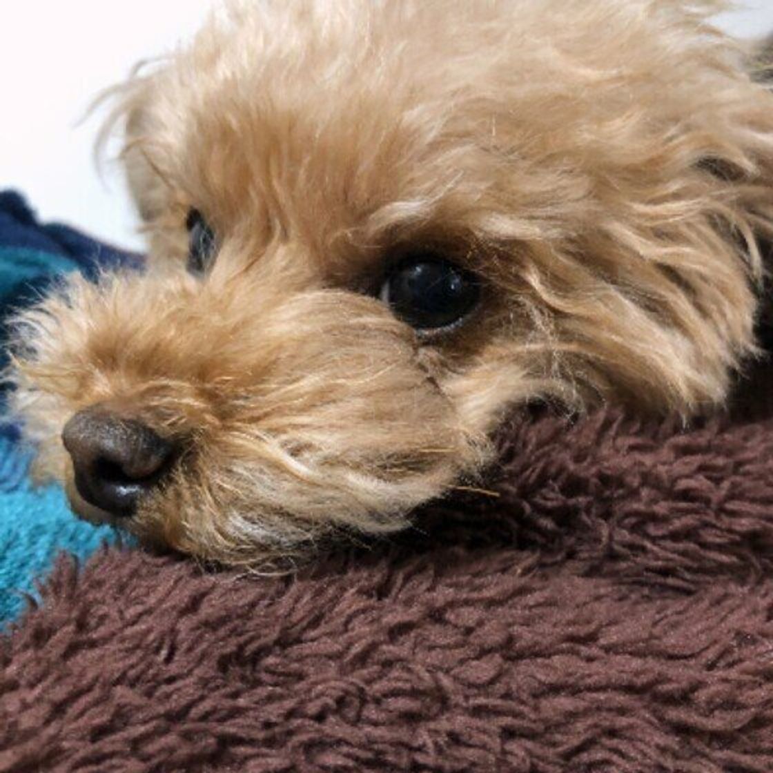 獣医師監修 犬にチーズを与えるときは注意が必要 与えるメリットとデメリットを解説 いぬのきもちweb Magazine 獣医師監修 犬にチーズを与えるときは注意が必要 与えるメリットとデメリットを解説 いぬのきもちweb Magazine