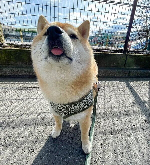 お散歩中のこじろうくん