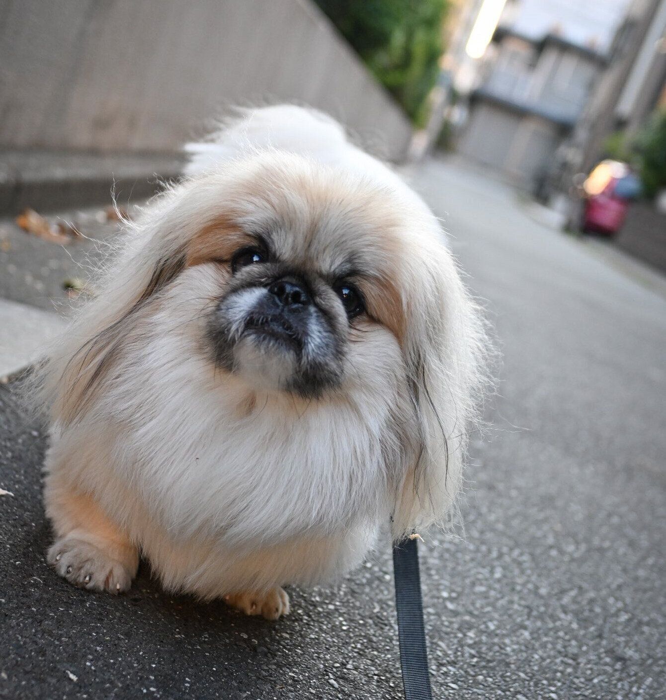 別の日、散歩に出かけるペー太くん