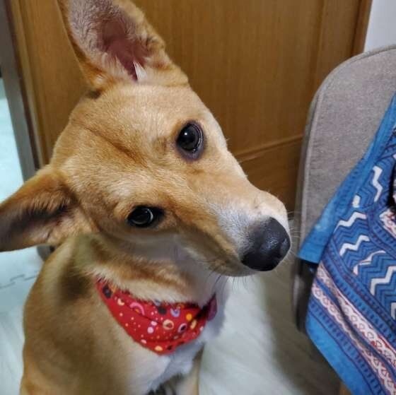 首をかしげる犬