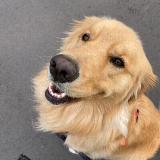 うれしそうなゴールデン・レトリーバー