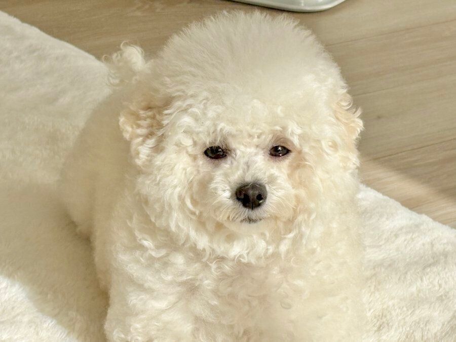 正面を向くわたげちゃん