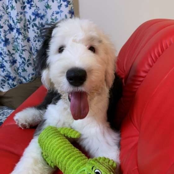 かわいいオールド・イングリッシュ・シープドッグ