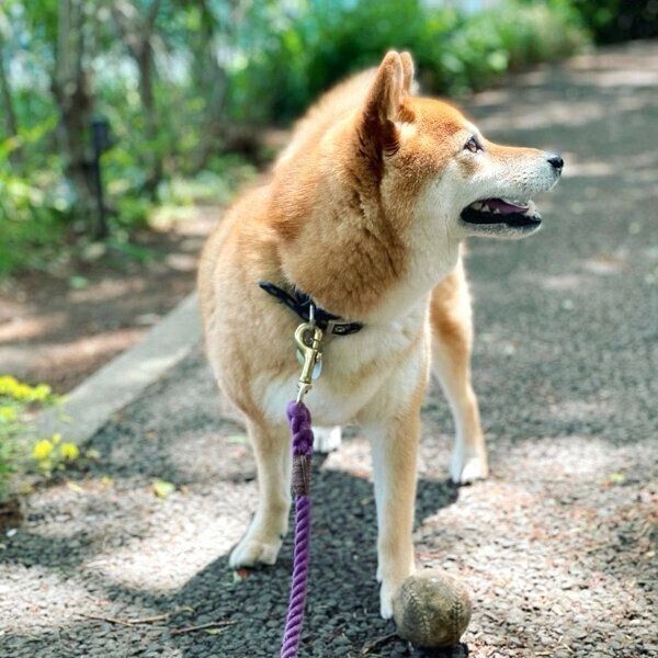 ボールが大好きなエマちゃん