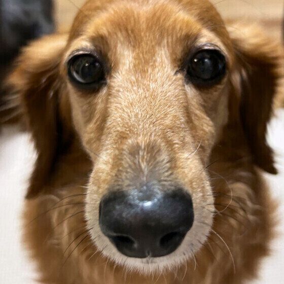 犬の血尿はなぜ起こる？ 原因と対処法について獣医師に聞いてみた いぬのきもち