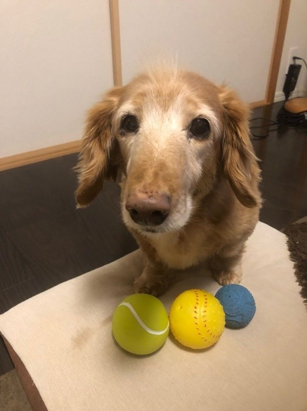 調査 シニア犬の 愛おしさ や 可愛さ を感じた瞬間ベスト3 いぬのきもちweb Magazine 調査 シニア犬の 愛おしさ や 可愛さ を感じた瞬間ベスト3 いぬのきもちweb Magazine
