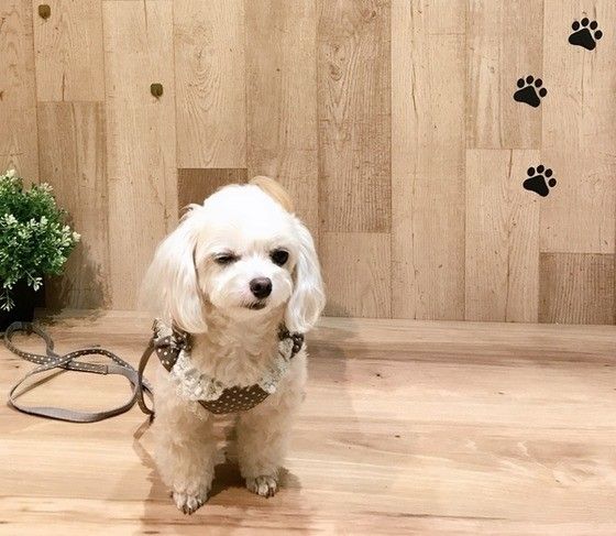 ミックス犬の画像