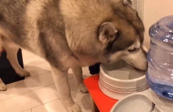 いつもと違うごはんに、我を忘れるシベリアン・ハスキー