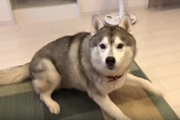 シベリアン・ハスキー