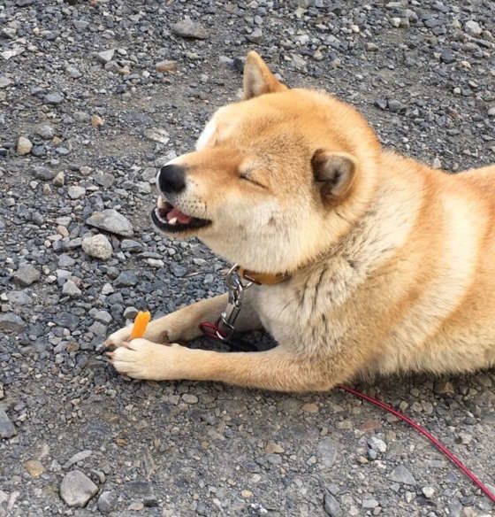 さつま芋が美味しすぎる犬の表情