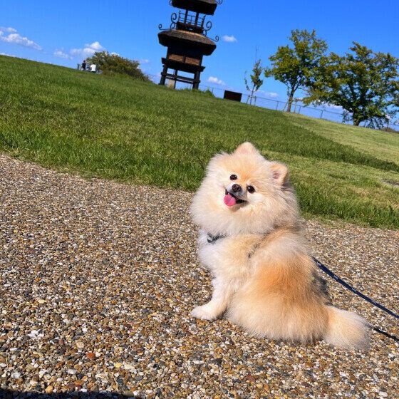 ポメラニアンのそうくん